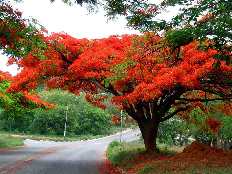 Du lịch Dốc Lết - Nha Trang