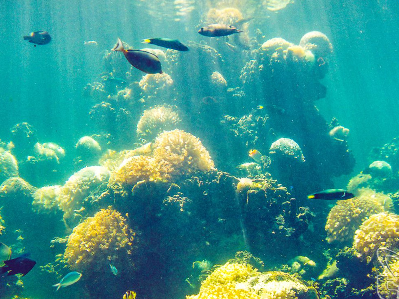 Khám phá đại dương Nha Trang - lặn biển Hòn Mun