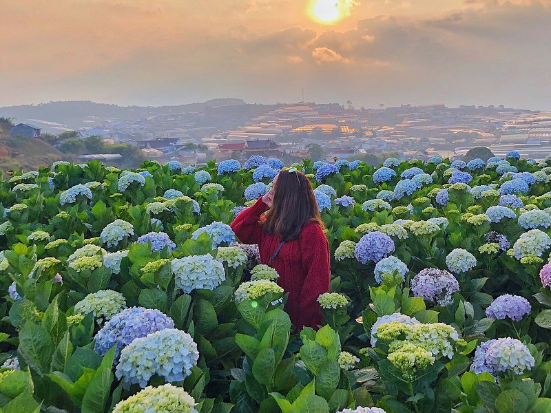 gia-ve-dong-hoa-cam-tu-cau-da-lat-3.jpg