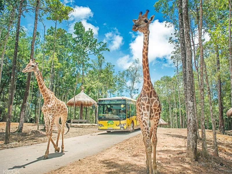 gia-ve-vinpearl-safari-phu-quoc-2.jpg