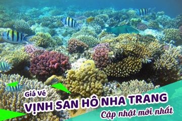 [Mới Nhất] Giá Vé Vịnh San Hô Nha Trang - Điểm Lặn Biển Đẹp Mê Hồn