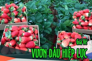 Giá Vé Vườn Dâu Hiệp Lưc Đà Lạt Mới Nhất