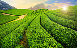 Sơn La