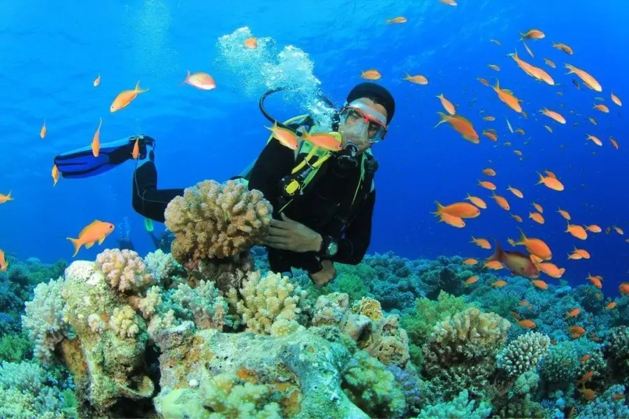 Lặn biển Bãi Tranh