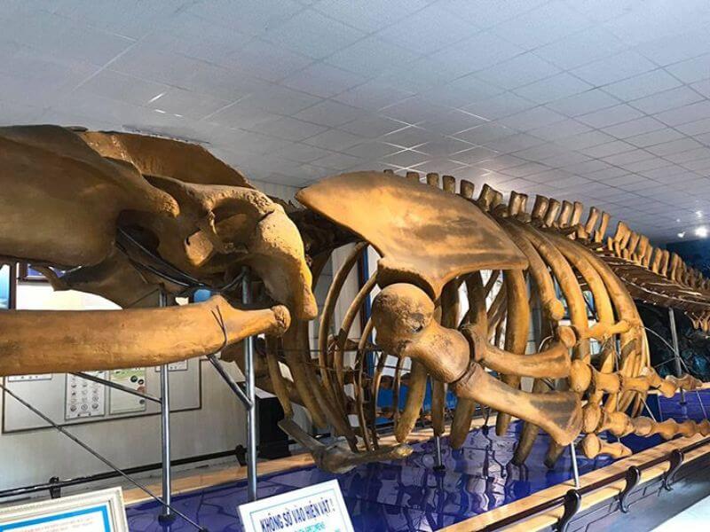 Xương cá voi khổng lồ tại Viện Hải Dương Học